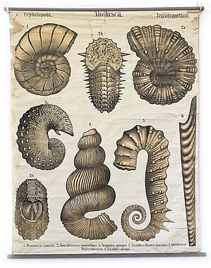 Zittel. Mollusca. Cephalopoda. Tetrabranchiata. Palaeontologische Wandtafeln Taf. XXVII. Gliemji. Galvkāji. Četržauņi – amonīti. Foto: Sarmīte Livdāne.