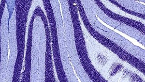 Nissl ķermenīši (neironu graudainais endoplazmatiskais tīkls) iekrāsoti ar krezilviolēto krāsvielu. Bilde: V. Piļipenko.