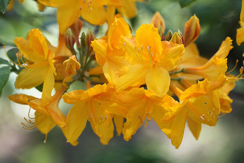 LU rododendru audzētava “Babīte” reģistrējusi piecas jaunas rododendru šķirnes