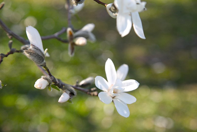 Klāt magnoliju pilnzieda laiks LU Botāniskajā dārzā