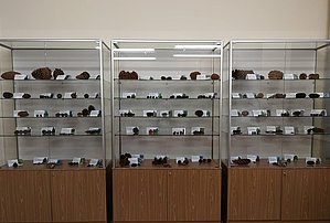 Čiekuru ekspozīcija LU Muzeja Botānikas un mikoloģijas kolekcijā. Foto: Sarmīte Livdāne