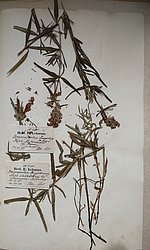 Ruiša pūķgalves Dracocephalum ruyschiana herbārijs