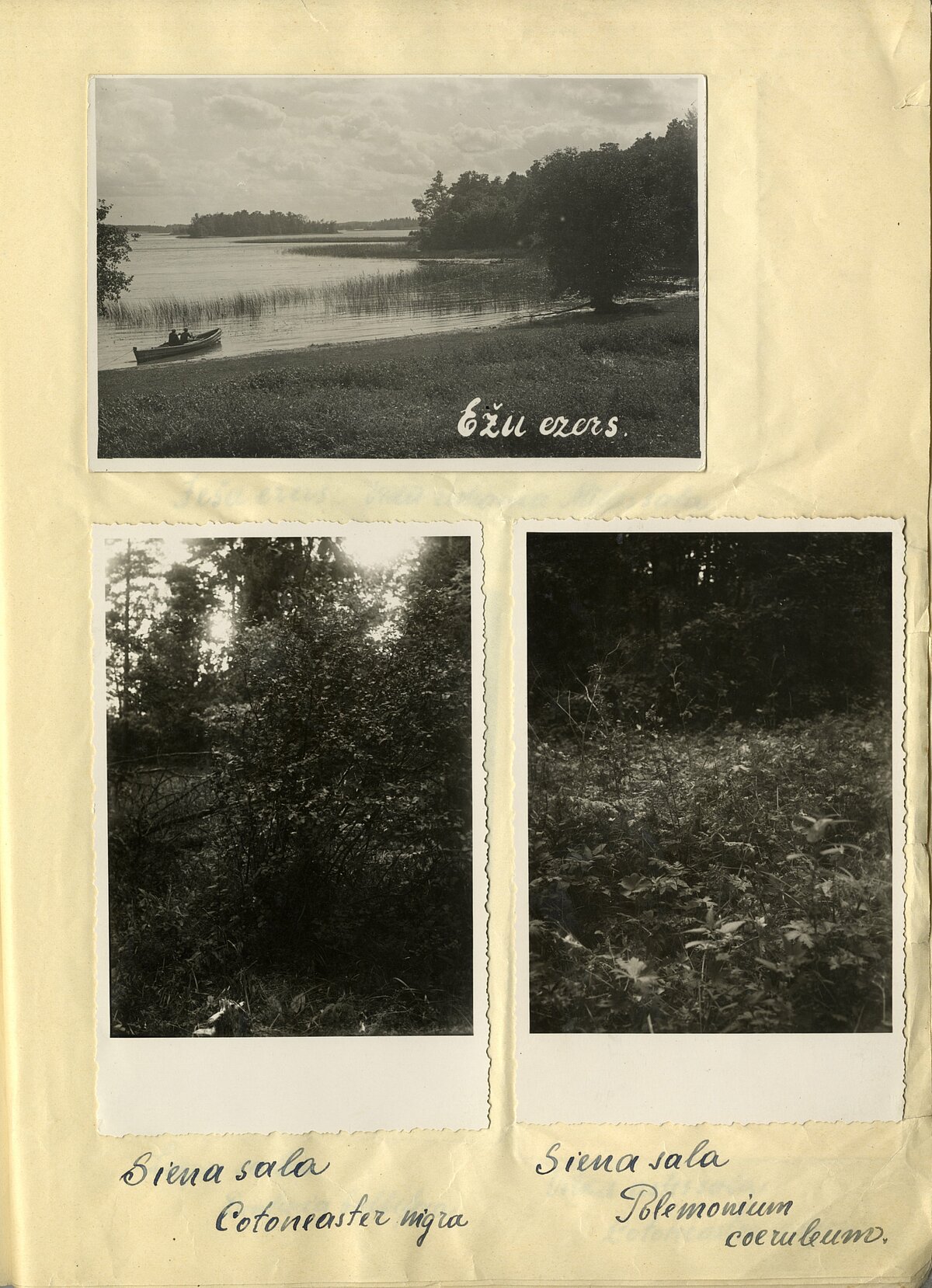 A. Villerta kandidāta darba “Ješa ezera salu flora” fotogrāfiju pielikuma pirmā lapa. 1937. gads. Foto: LU Muzeja krājums