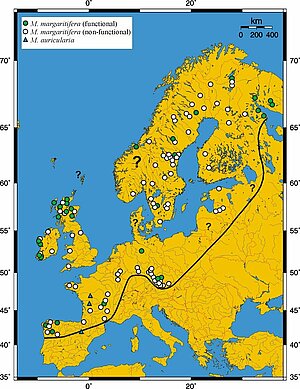 Upespērleņu izplatība Eiropā. Zaļie punkti – atjaunoties spējīgas populācijas, baltie punkti – sarūkošas populācijas, zaļie trīsstūri – radniecīga suga – platā upespērlene Margaritifera auricularia. Karte: no https://www.researchgate.net/pub lication/36418282_Conservation_G enetics_and_Ecology_of_European _Freshwater_Pearl_Mussels_Marga ritifera_margaritifera_L [4]