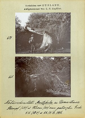Moricsala Usmas ezerā. Foto K. R. Kupfers, 1912. gads. No K. R. Kupfera fotokartīšu grupas “Kurzemes skati”. Sabrukuša ozola celms (671) un vainags (661). LU Muzeja krājums