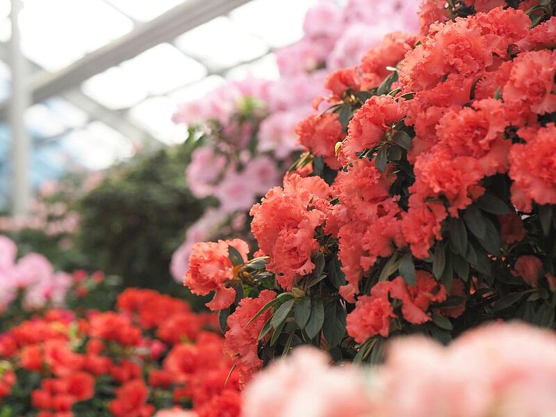 LU Botānisko dārzu sasniedzis pavasaris – sākas acāliju ziedēšana lielākajā acāliju kolekcijā Ziemeļeiropā