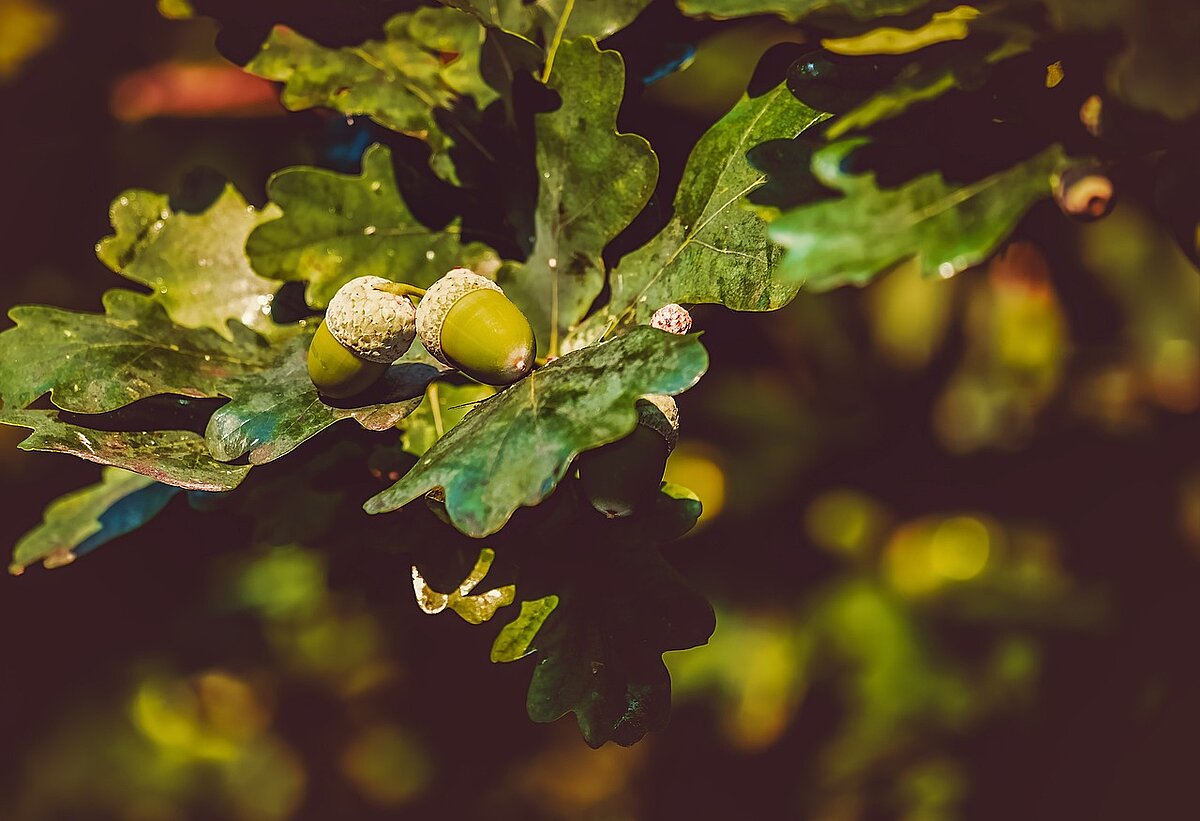 ozoFoto: (c) Pixabay.com