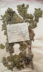 P. Galenieka ievāktais ādlapainās rozes Rosa coriifolia paraugs Herbarium Latvicum kolekcijā. 1933. gads.