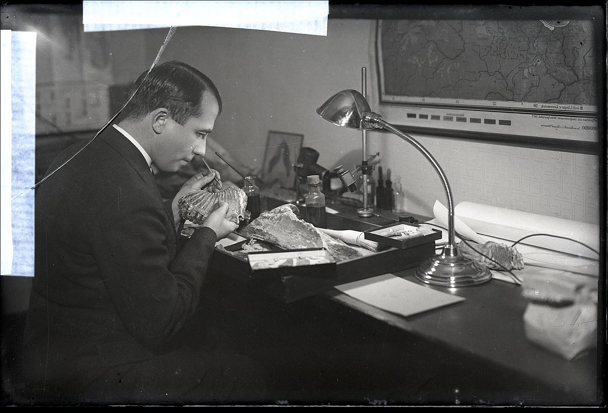 N. Delle preparē 1937. gadā Juglas ciemā atrasto mamuta žokļa kaulu ar dzerokļiem (O. Birzgaļa foto). Šis atradums glabājas LUM ģeoloģijas kolekcijā.