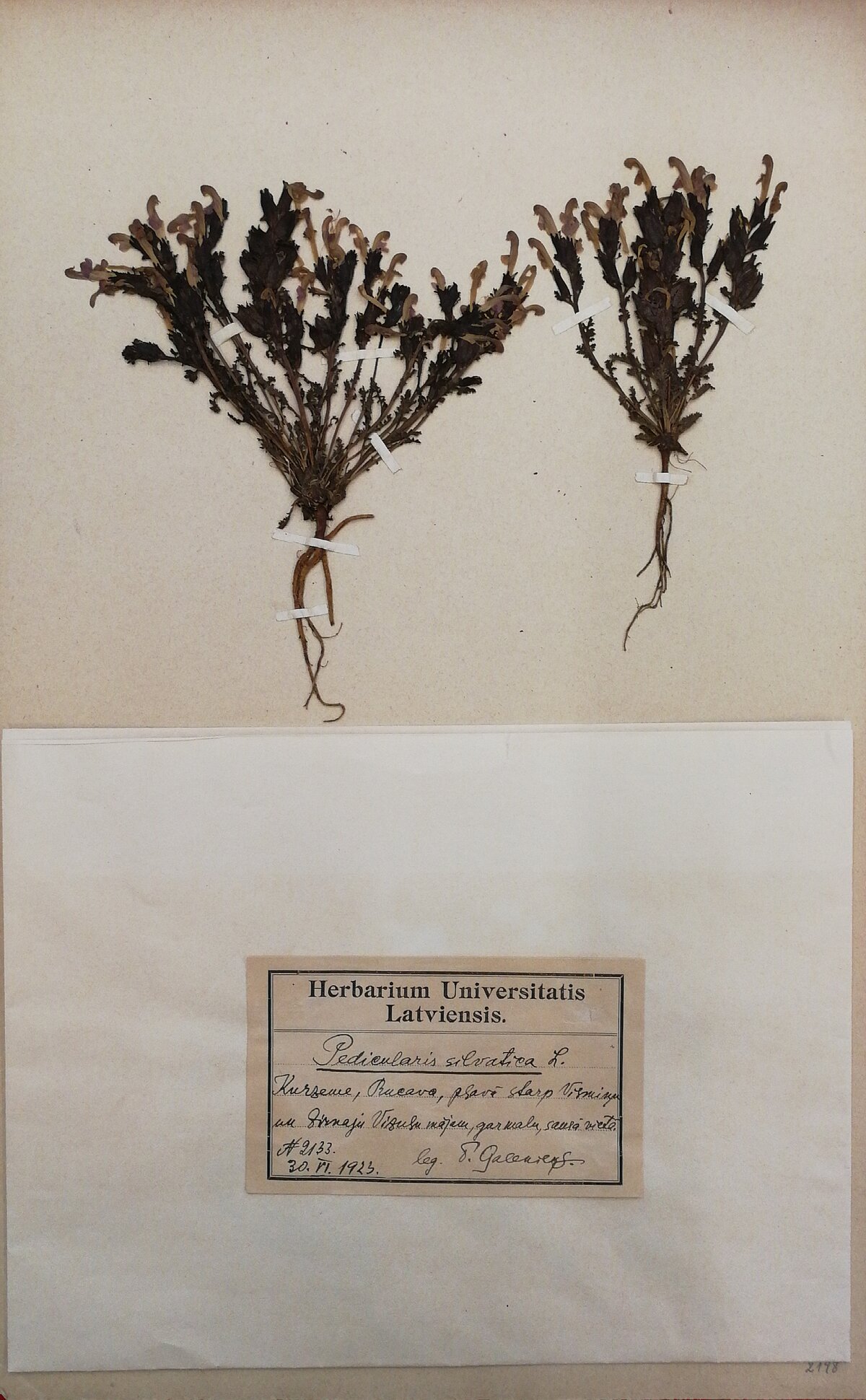 P. Galenieka atrastās meža jāņeglītes eksikāts no LU Muzeja krājuma. 1923. gads.