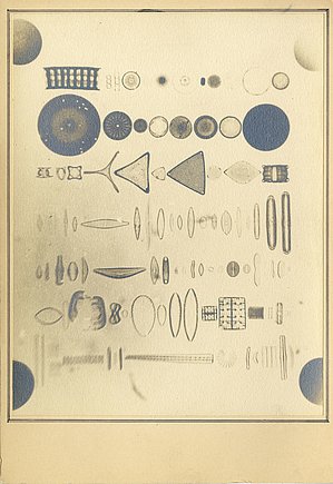 Kramaļģu (Bacillariophyceae) mikrofotogramma, ko veicis Dr. chem. Aleksandrs Poehl.