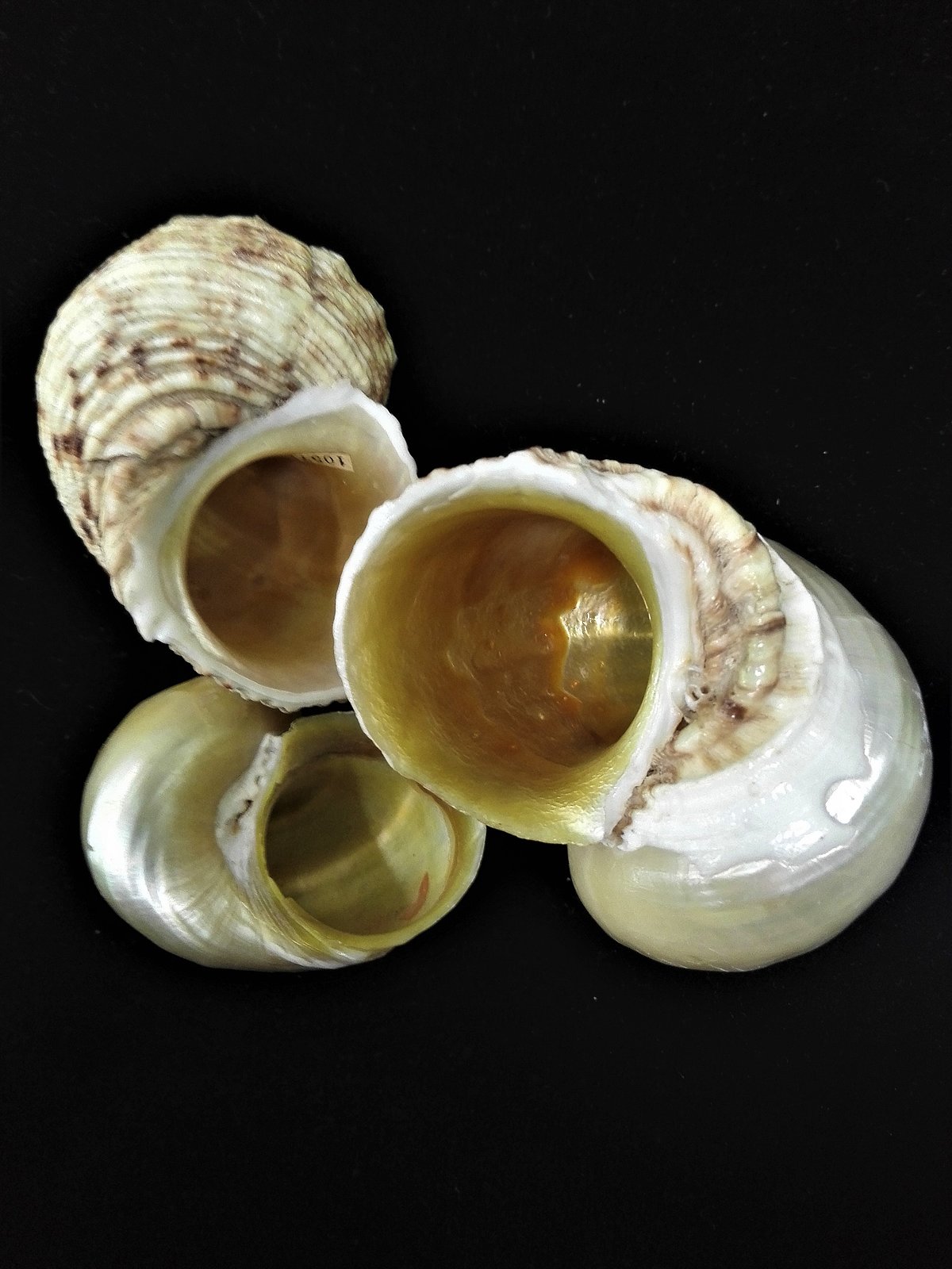 Gliemezis “zeltamute” <i>Turbo chrysostomus</i>, čaulas iekšpusi klāj neparasts, zeltains perlamutrs.