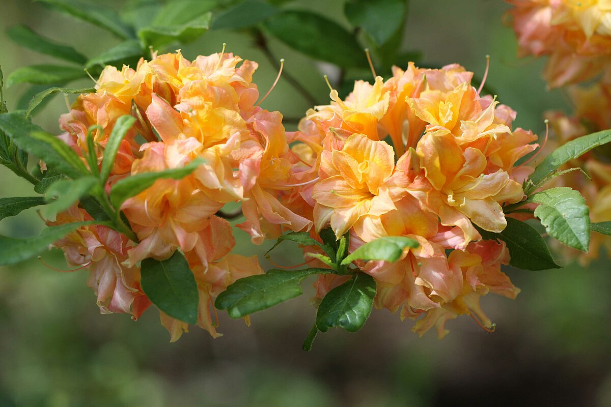 Bagātīgi ziedoša vasarzaļo rododendru šķirne ‘Kandava’.