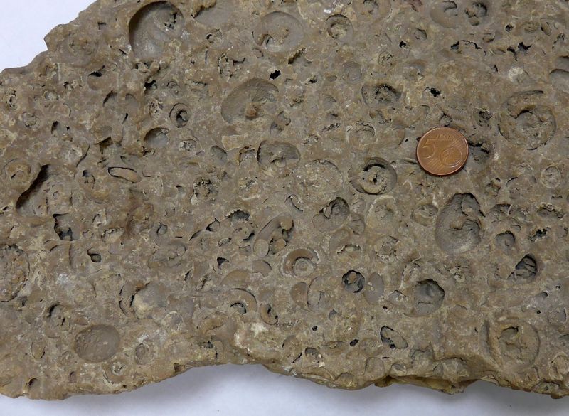 Gliemeždolomīts no augšdevona Daugavas svītas iegulas Biržu (Pūteļu) dolomīta atradnē. Foto: V. Hodireva