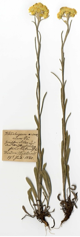 Dzeltenā kaķpēdiņa ievākta Cēsīs, Bērzainē, 1860.g. 17.jūlijā