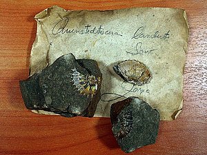 Amonīta Quenstedtoceras lamberti čaulas fragmenti no atseguma pie Zaņas upes. Jāņa Rades kolekcija, 1943. gads.