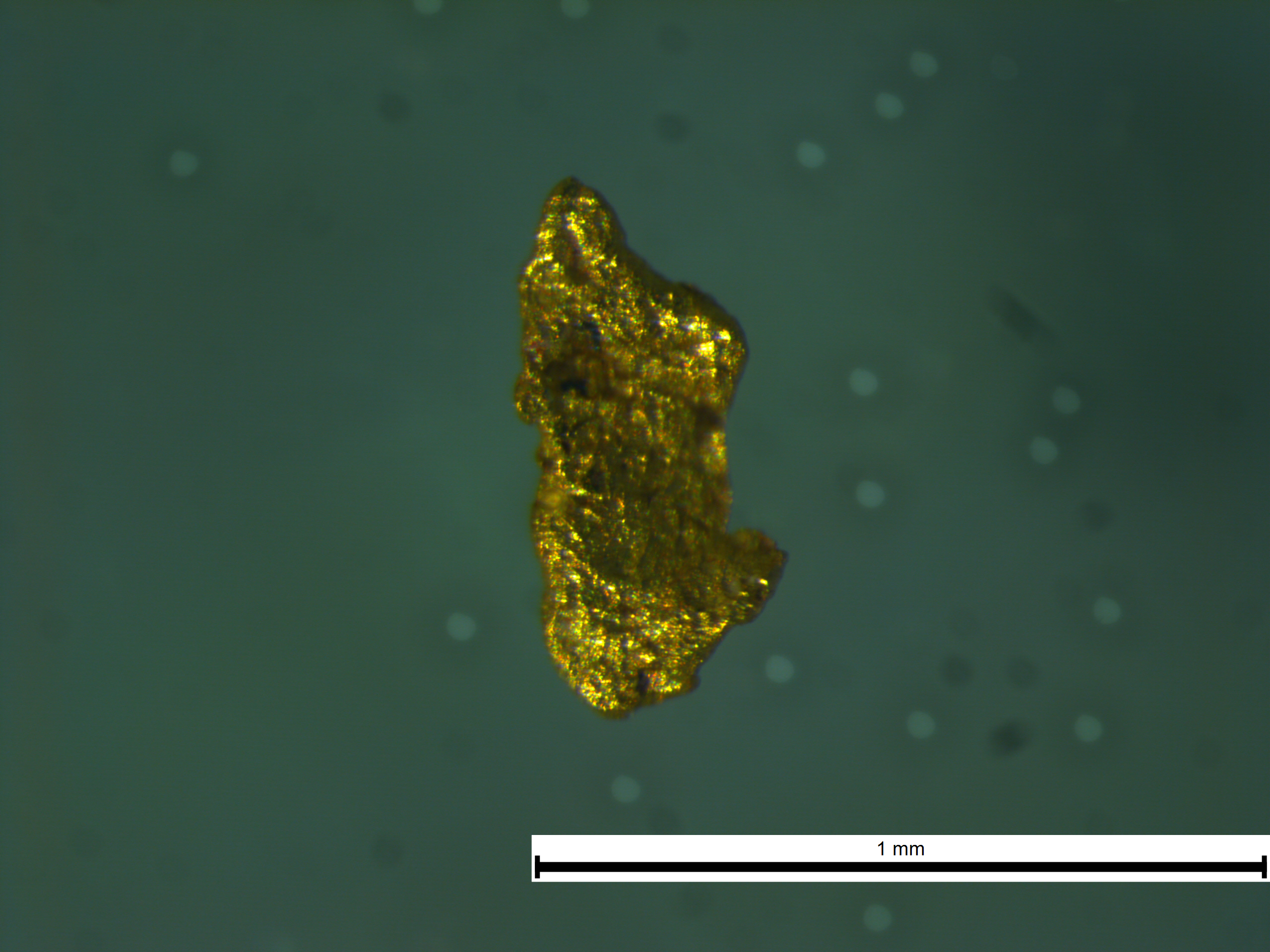 Zelta grauds no Vijas upes (Vidzeme) mūsdienu nogulumiem, kas konstatēts ĢZZF ģeologu realizēto mineraloģisko pētījumu laikā (mikroskopfoto uzņemts ĢZZF laboratorijā, autori: V. Visocka, V. Hodireva).