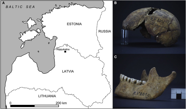 A 5,000-year-old hunter-gatherer already plagued by Yersinia pestis Vēsturiskie apbedījumi pie Salacas upes Latvijā