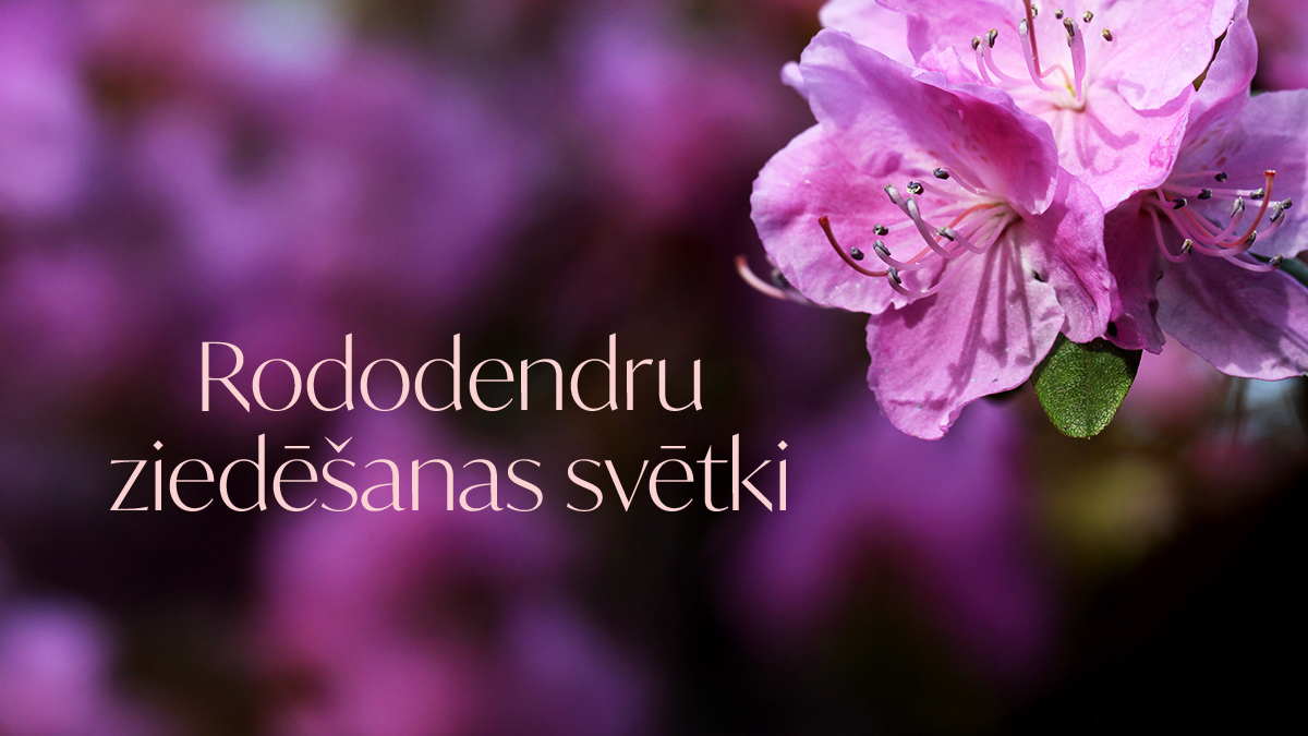 Rododendru ziedēšanas svētku reklāmas plakāts