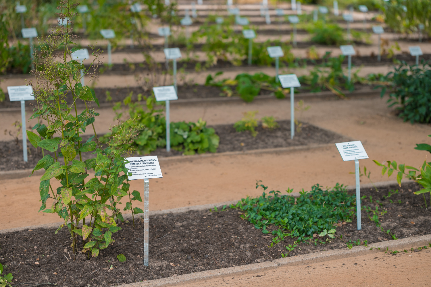 Dārzs ar zaļiem augiem