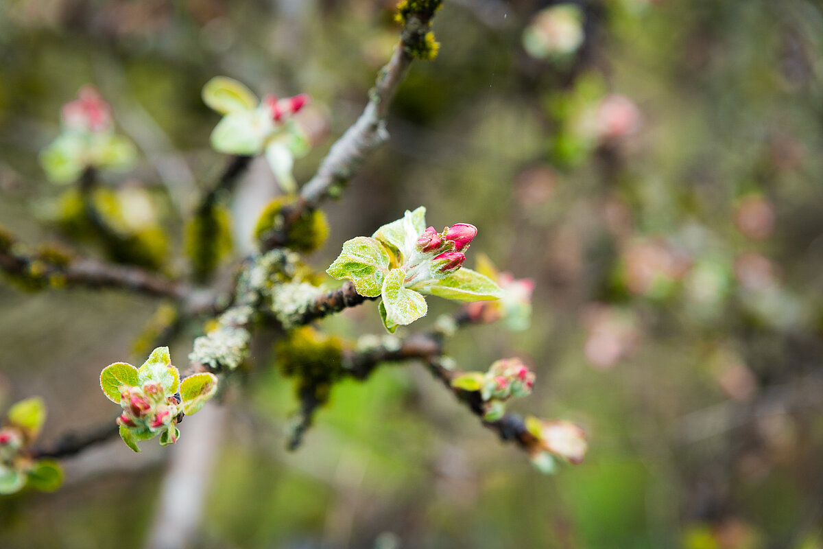 Ābeles zars ar pavasara pumpuriem un jaunām zaļām lapiņām, izplūdis dārza fons.