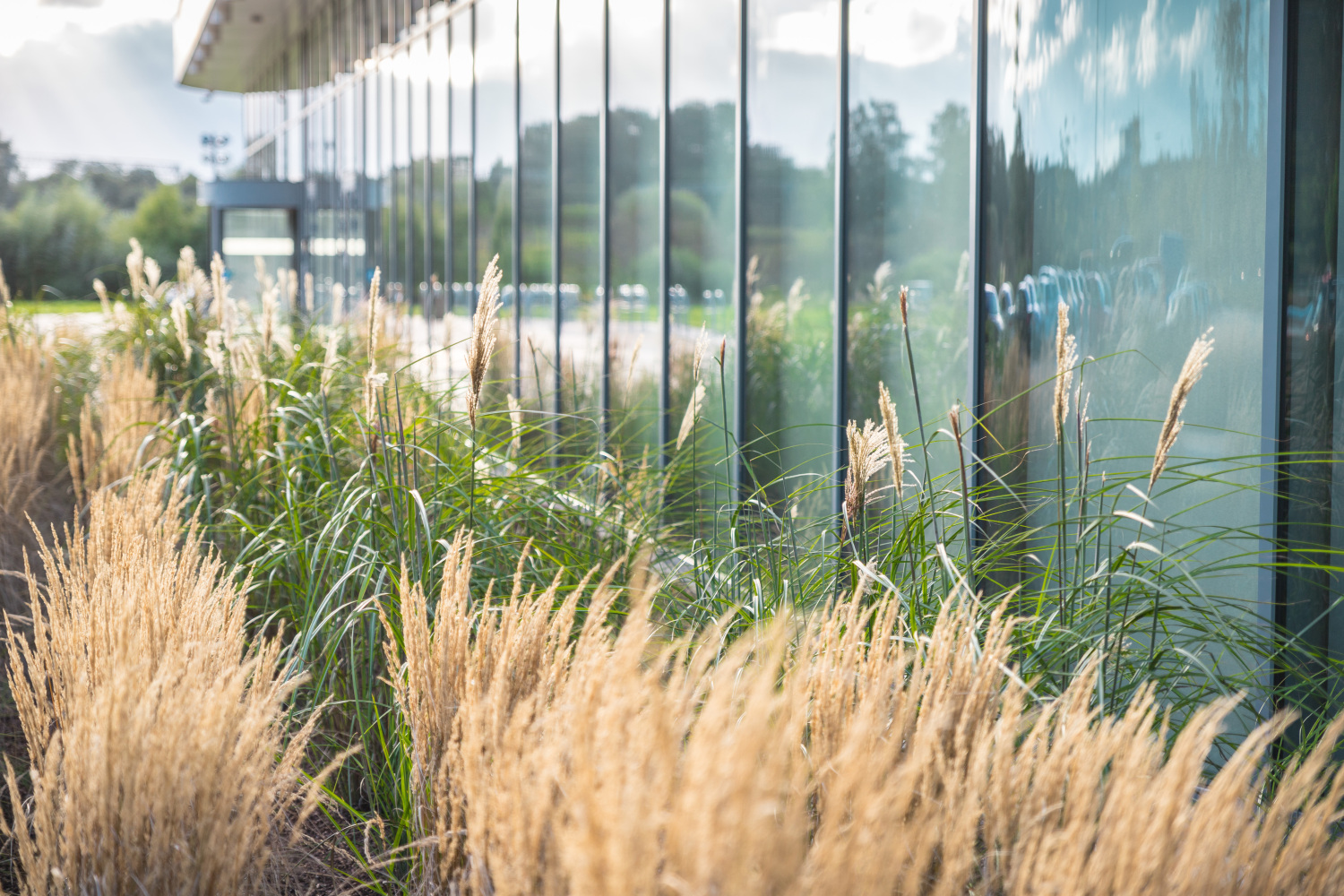 Dekoratīvas zāles un graudzāles aug gar mūsdienīgas stikla ēkas fasādi; stiklā atspoguļojas apkārtējā zaļā vide un debesis.