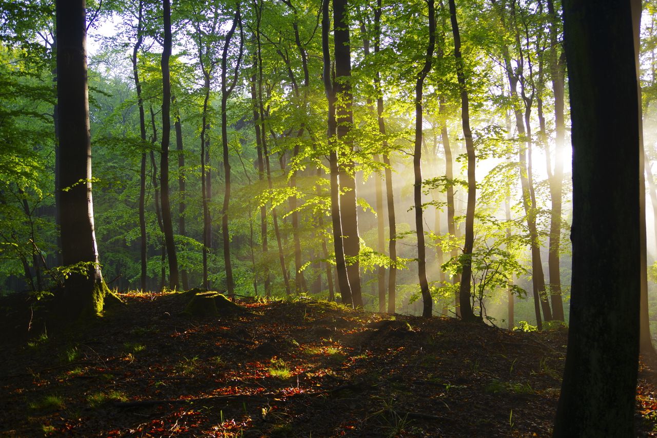 Mežs. Saules stari krīt cauri koku zariem.
