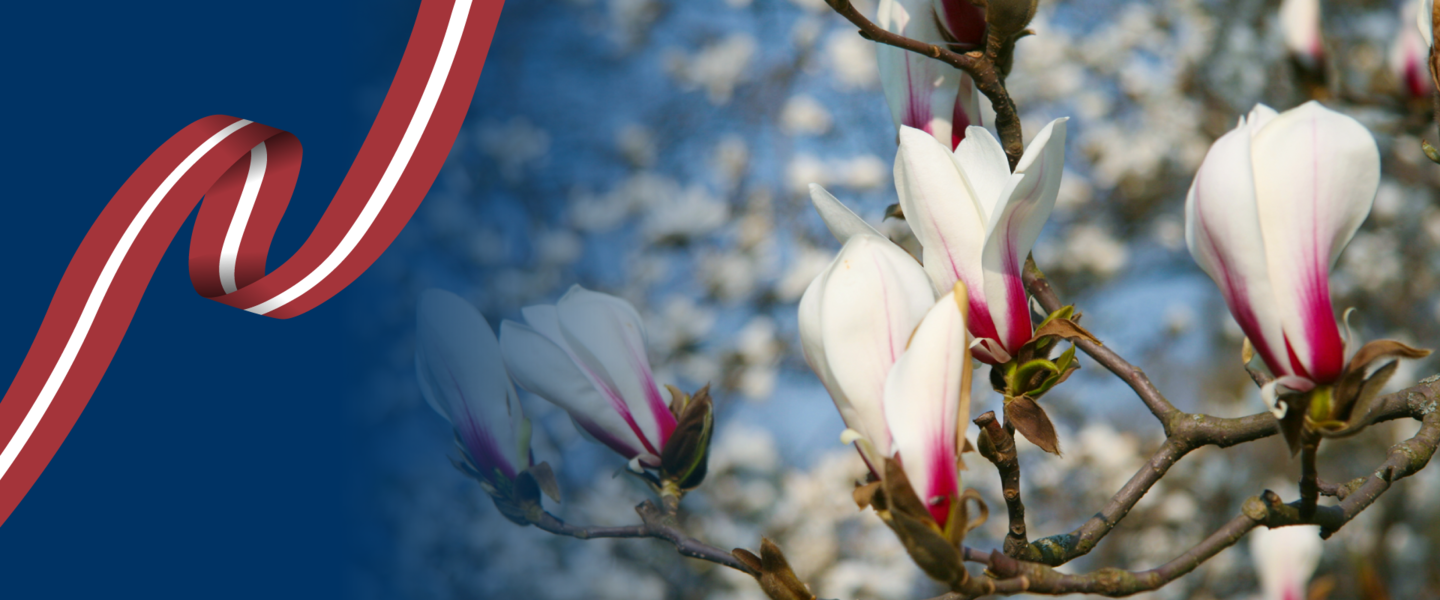 Grafiskais attēls ar ziedošiem magnolijas ziediem pavasarī, Latvijas Universitātes logotipu un tekstu “Sveicam Latvijas Republikas Neatkarības atjaunošanas svētkos!”, papildināts ar sarkanbaltsarkanu lenti uz zila fona.