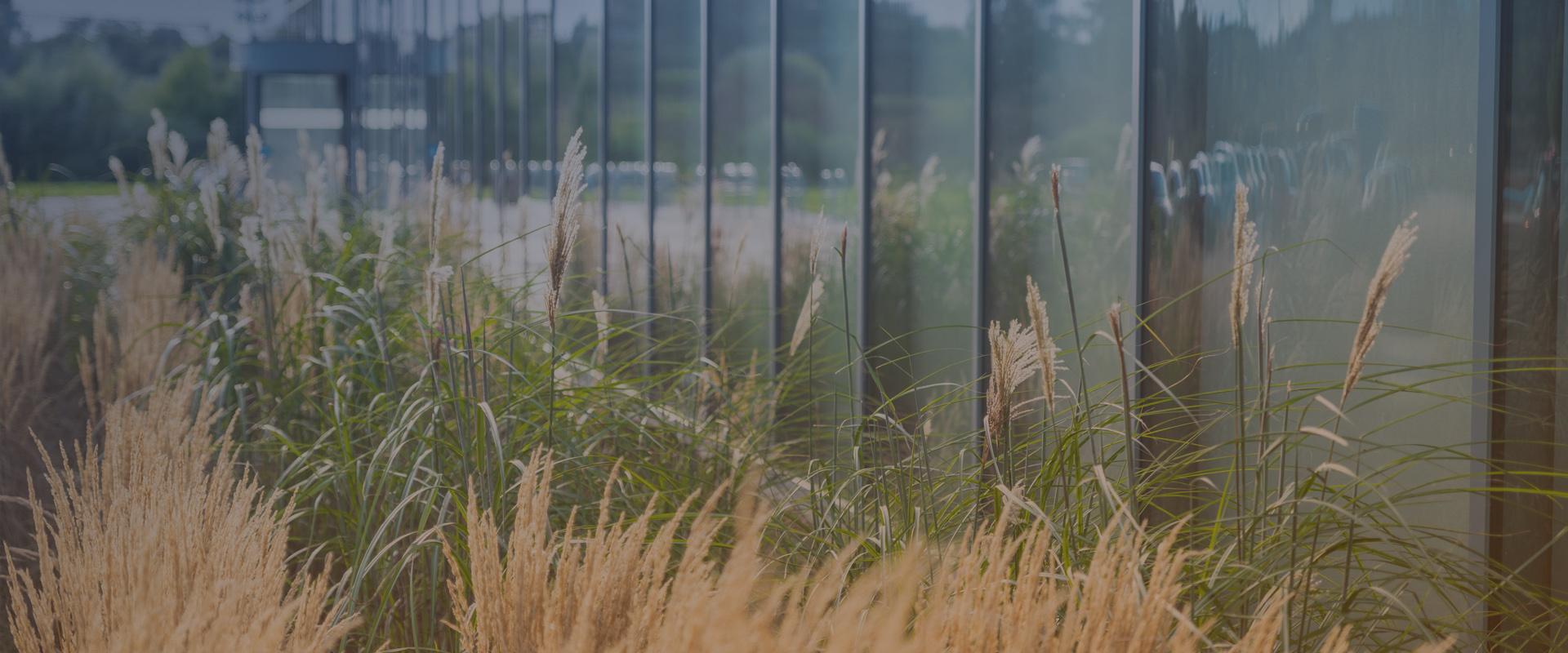 Smilgas, zaļa zāle